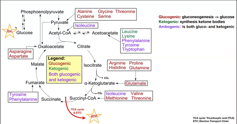 File:Inaccurate Amino Acid Metabolism.png