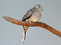 Dove, Inca Columbina inca