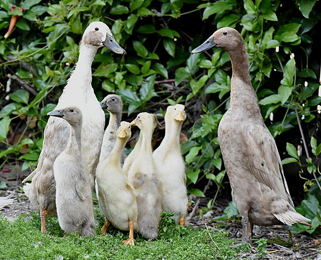 Photos of Runner Cross', Hens are Blue or Fawn Runners and