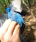 Thumbnail for File:IndigoBunting in EdenMD05.jpg