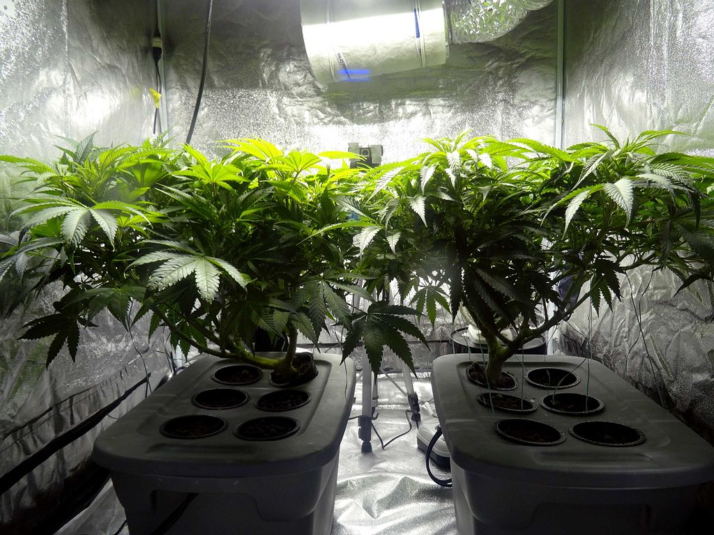 How to grow cannabis indoor?