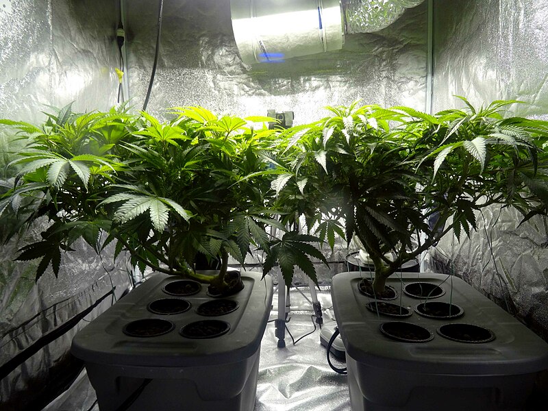 File:Indoor cannabis plants.jpg