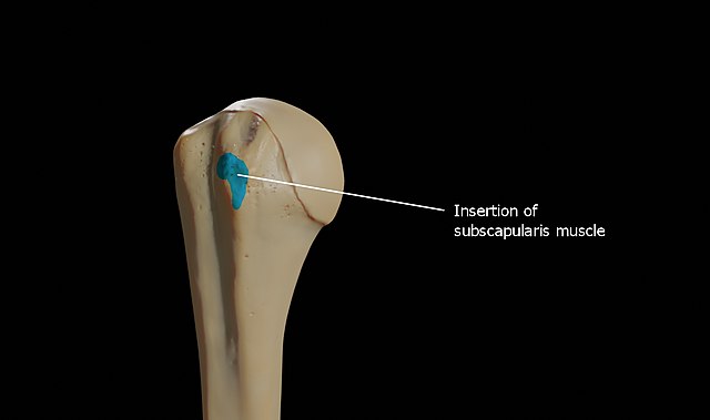 Insertion of subscapularis muscle