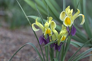 <i>Iris fosteriana</i> Species of plant