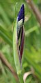 bud in Mount Ibuki, Japan