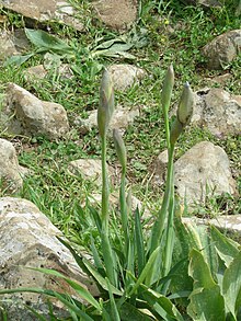 Iris from near Katzrin, Golan Heights Iris waterfall3282.JPG