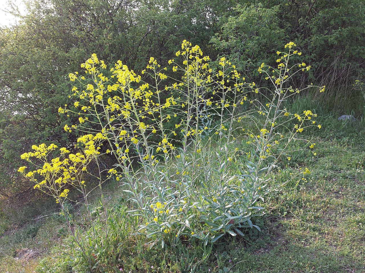 Dyer's woad