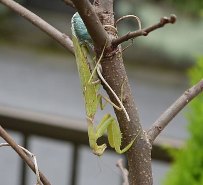 カマキリ Wikiwand