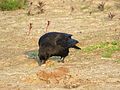 * Nomination: Western jackdaw close to the Laarder Wasmeer. --Jiel 23:51, 30 May 2016 (UTC) * * Review needed