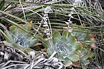 Thumbnail for Dudleya pulverulenta