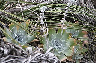 <i>Dudleya pulverulenta</i> Species of succulent plant