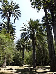 Verschillende zeer hoge Chileense palmbomen in een groene natuurlijke omgeving.  De grond zonder gras lijkt vergeeld.