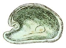 Drawing of the interior of the left valve of the shell of "Julia borbonica". Julia borbonica shell 2.jpg