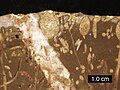 Mặt cắt ngang của một bãi đá Jurassic; borings bao gồm Gastrochaenolites (một số có hai mảnh vỏ nhàm chán) và Trypanites; Đồi Mendip, Anh; thanh tỷ lệ = 1   cm.