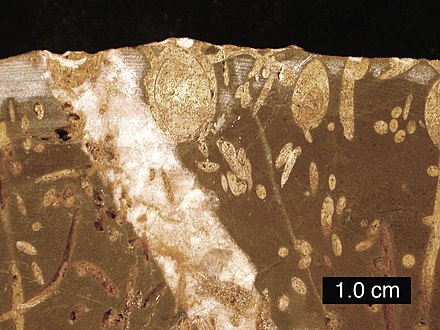 Cross-section of a Carboniferous Limestone bored by Jurassic organisms; borings include Gastrochaenolites (some with boring bivalves in place) and Trypanites; Mendip Hills; scale bar = 1 cm