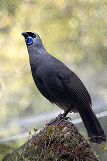 Kōkako Genus of birds