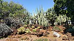 Kapiʻolani Community College Cactus Garden