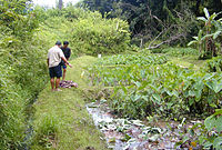 A kalo lo'i harvest in Maunawili Valley. A lo'i is an irrigated, wetland terrace, or paddy, used to grow kalo (taro) or rice. Ancient Hawaiians developed a sophisticated farming system for kalo, along with over 300 variations of the plant adapted to different growing conditions. Kalo Loi Harvest.jpg