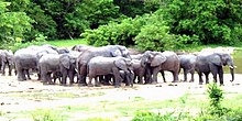 Elephants in Kamuku National Park Kamuku National Park kaduna State Nigeria.jpg