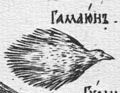 Гамаюн в одном из списков «Букваря славянороссийских письмен» Кариона Истомина. 1694 год[53]