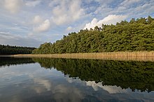 Seeufer mit Schilf und Wald vom Wasser aus gesehen