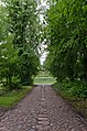 Cobbled street with chestnut avenue