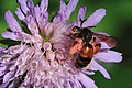 ... Andrena hattorfiana