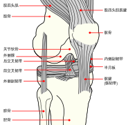 Knee diagram zh.svg