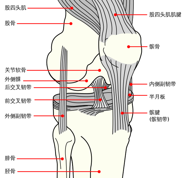 File:Knee diagram zh.svg