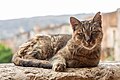 * Nomination Cat in Arkadi Monastery (Μονή Αρκαδίου), Amnatos, Crete, Greece --XRay 03:08, 28 September 2023 (UTC) * Promotion  Support Good quality. --Basile Morin 03:22, 28 September 2023 (UTC)