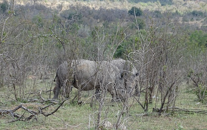 File:Kruger Park Rhinoceros 03.jpg