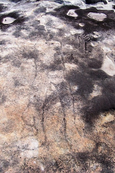 Ku-ring-gai Chase-petroglyph, via Waratah Track, depicting Baiame, the Creator God and Sky Father in the dreaming of several Aboriginal language groups