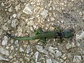 Lézard vert mort.