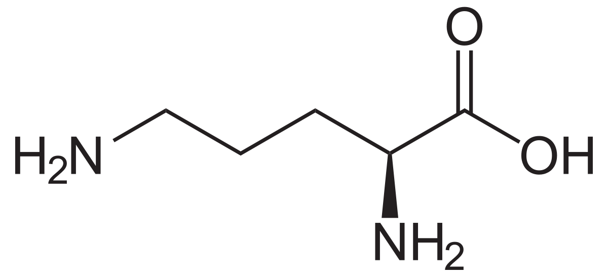 オルニチン - Wikipedia