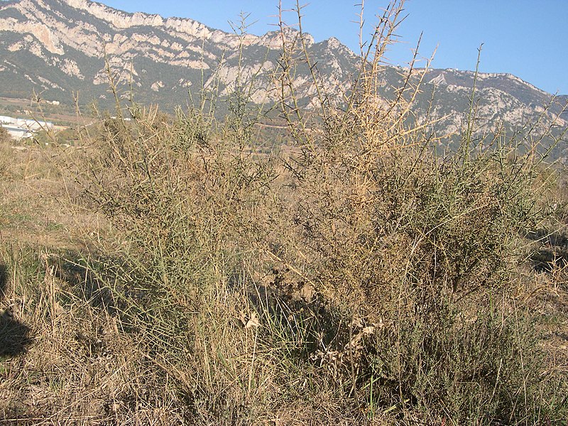 File:La serra de Queralt des de la serra de Noet DSCN3844.jpg