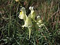 Linaria vulgaris