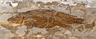 Fossil of Labrus valenciennesii Labridae - Labrus valencennesii.JPG