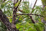 Thumbnail for File:Ladder-backed woodpecker (50776410473).jpg