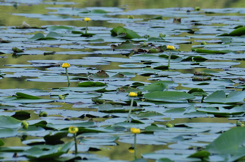 File:Lago Fimon ninfea gialla.jpg