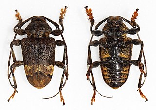 <i>Lagocheirus plantaris</i> Species of beetle