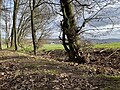 Eine alte Hainbuche neben der Landwehr. Nachkomme der ehemaligen Wallbepflanzung