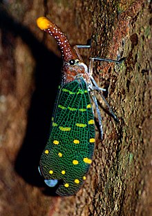 Pyrops intricatus Lantern Bug (Laternaria intricata) (14069975158).jpg