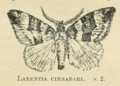 Larentia cinnabari
