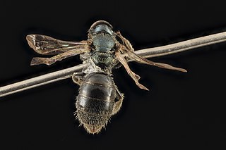 <i>Lasioglossum oblongum</i> Species of bee
