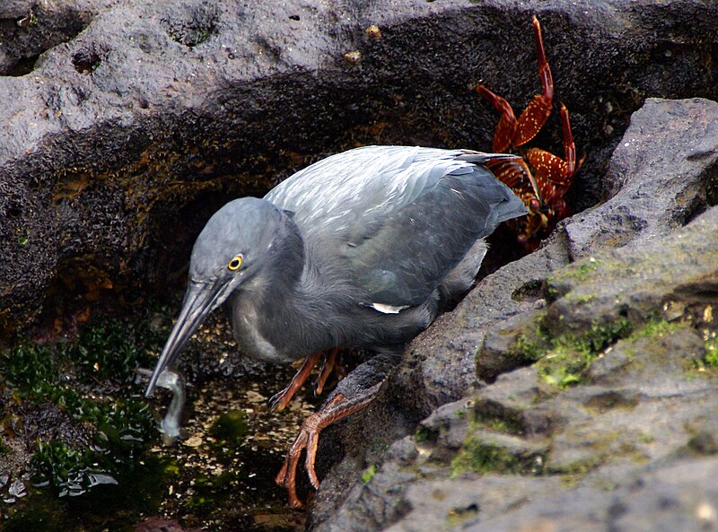 File:Lava Heron (Butorides sundevalli) Galapagos2.jpg