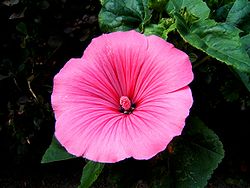 Lavatera-closeup0670.JPG