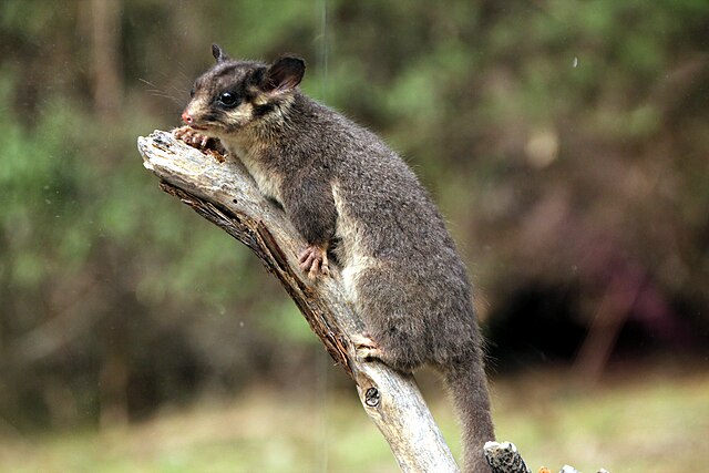 George, a taxidermied male Leadbeater's possum (Gymnobelideus leadbeateri), that Friends of Leadbeater's Possum uses for its educational work concerni