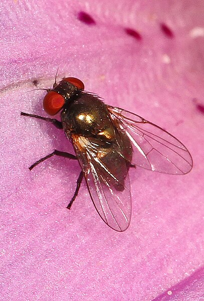 File:Leaf Miner Fly - Melanagromyza species, Everglades National Park, Homestead, Florida.jpg