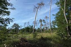 Kiefern, abgestorben wegen Trockenheit