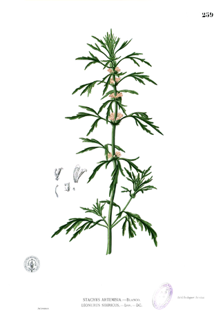 <i>Leonurus japonicus</i> Species of flowering plant